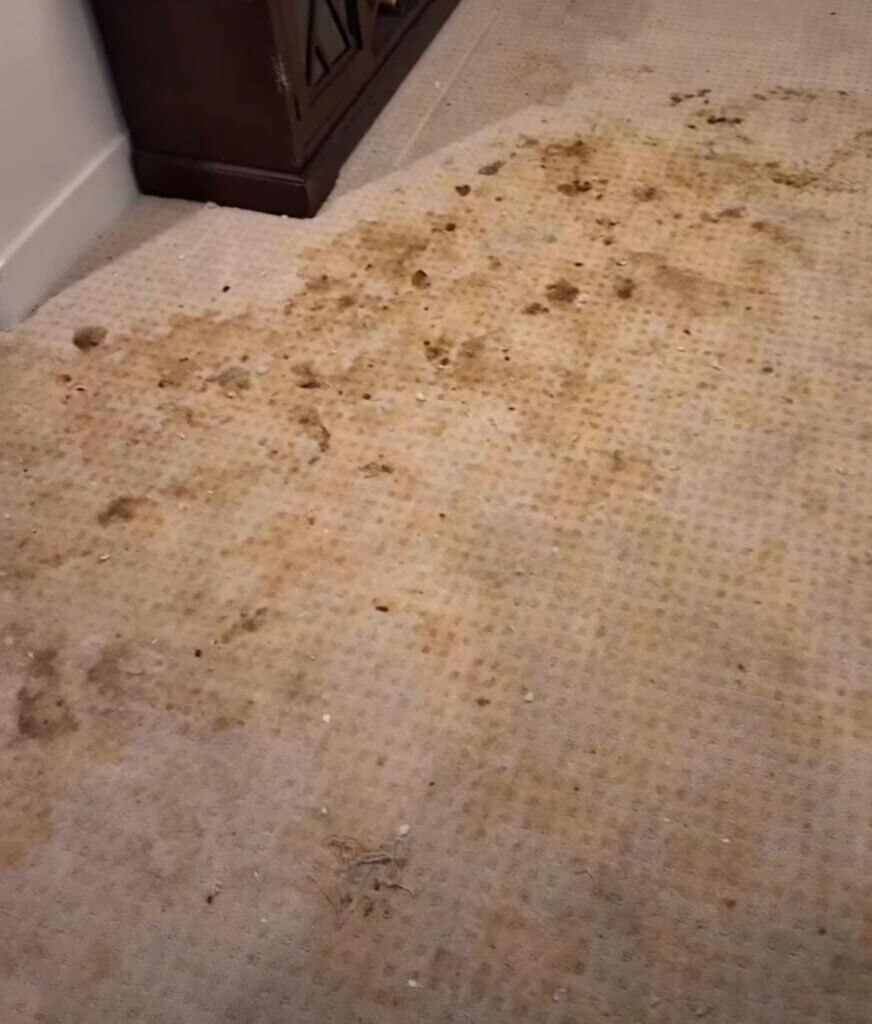 pet odor carpet cleaning
